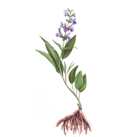 Червеният салвия е ценена заради своите силни противовъзпалителни и антибактериални свойства. 