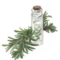 Ароматна вечнозелена билка, ценена заради своите антибактериални, антивирусни и противогъбични свойства. Редовната му употреба може да подпомогне имунната система и да помогне за защитата срещу инфекции.