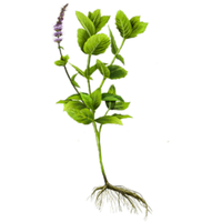 Получена от чисто органично масло от мента във Франция, тази билка е широко използвана заради благоприятното си въздействие върху храносмилането. 