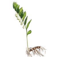 Използвана в билковата медицина от хиляди години, тази билка е известна със свойствата си да поддържа здравето на белите дробове, намалява възпаленията и подобрява състоянието на кожата.