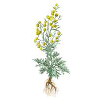 Мощна билка, известна със своите свойства за подпомагане на храносмилането. 