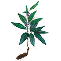 Лечебна гъба, широко използвана в Азия за подпомагане на имунната функция. Видът пория, използван в de-liver-ance®, е търговска тайна. 