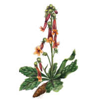 Многогодишно растение, често комбинирано с други билки в традиционната китайска и японска медицина. Смята се, че подпомага имунната функция и регулира нивата на кръвната захар.