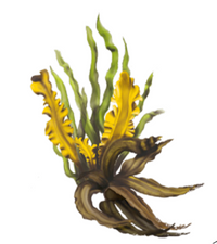 Мощен екстракт, извлечен от дълбоководно кафяво водорасло. Изследван е заради своите антиоксидантни, противовъзпалителни и антиракови свойства.