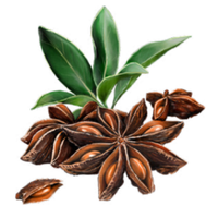Произхождащ от Китай, тази подправка е известна със своите противогъбични, антибактериални, антиоксидантни и противовъзпалителни свойства.