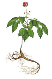 Част от традиционната билкова медицина от векове. Обичайно се използва заради своите антиоксидантни и противовъзпалителни свойства.