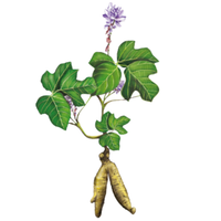 Вид лоза, която често се използва както в кулинарията за вкус, така и за лечебни цели. 