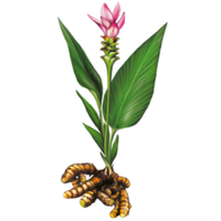 Основен елемент в медицината от хиляди години. Коренът му се използва широко при възпаления, висок холестерол, чернодробни заболявания и стрес, както и при други състояния.